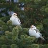 snow-buntings