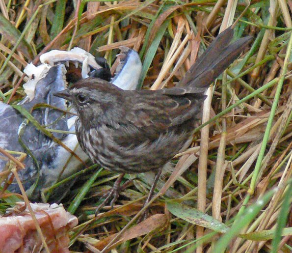 song-sparrow-feeding-at-salmon-carcass