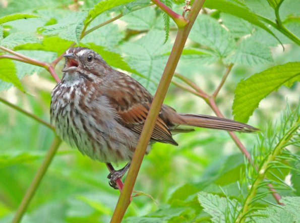 song-sparrow-singing
