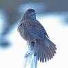 song-sparrow-upset
