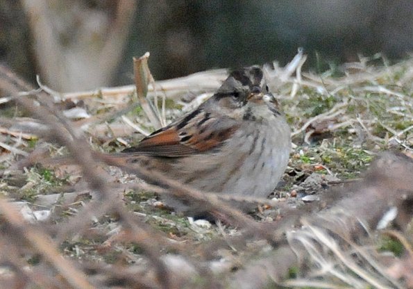 swamp-sparrow-2-juneau-nov.-21-2012-
