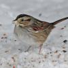 swamp-sparrow-jan-30-2013-juneau