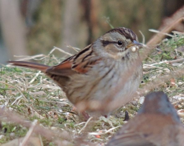 swamp-sparrow-juneau-nov.-21-2012-