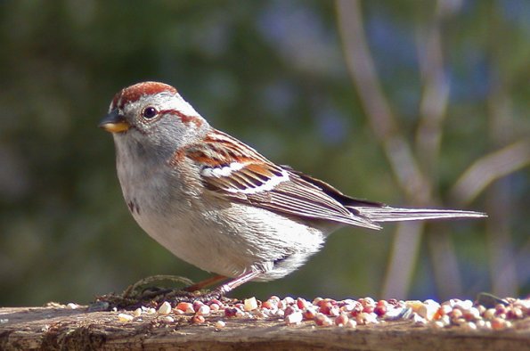 tree-sparrow-adult