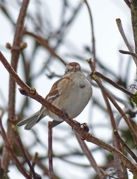 tree-sparrow-panasonic-fz-200-test-3