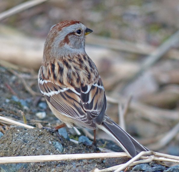 tree-sparrow-portrait-from-the-back