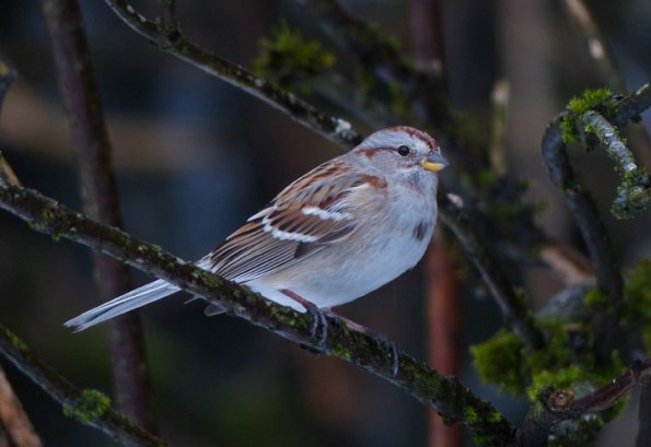 tree-sparrow-with-fz-200