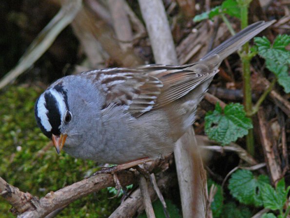 white-crowned-sparrow-adult-portrait