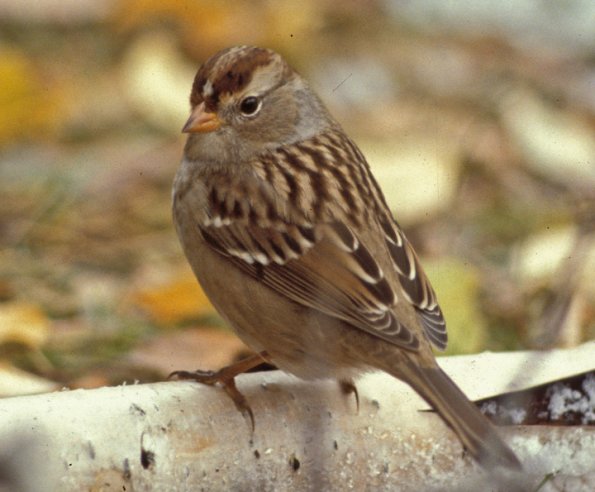 white-crowned-sparrow-juvenile-2