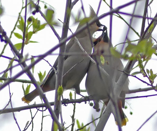 Bohemian-Waxwing-feeding-mate