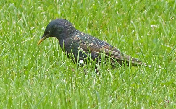 European-Starling-breeding-Juneau-July-11-2015