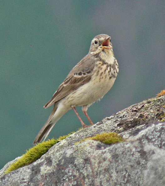 american-pipit-july