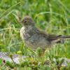 american-pipit-juvenile-juneau