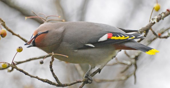 bohemian-waxwing-after-mtn-ash-berry