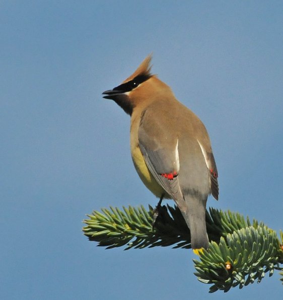 cedar-waxwing-adult