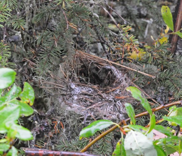 cedar-waxwing-nest-in-juneau