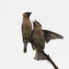 cedar-waxwings-in-juneau-july