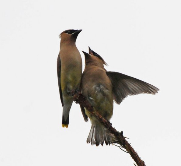 cedar-waxwings-in-juneau-july