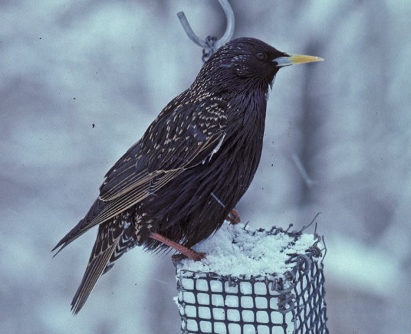 european-starling-breeding
