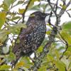 european-starling-sitka-alaska