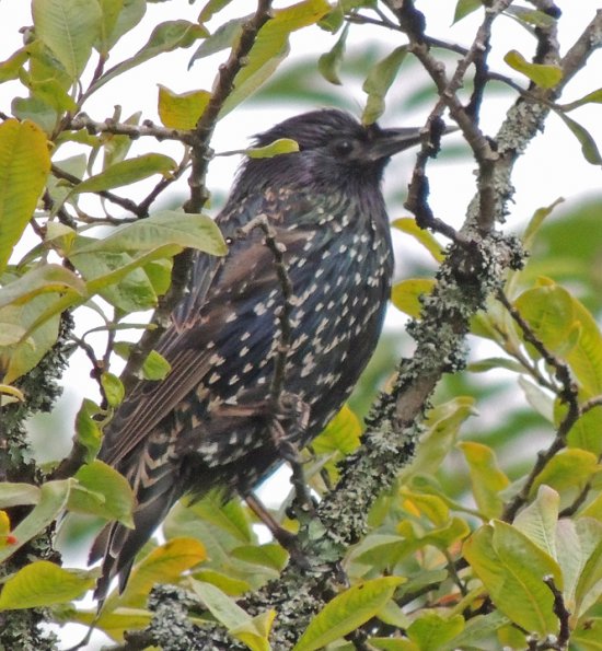 european-starling-sitka-alaska