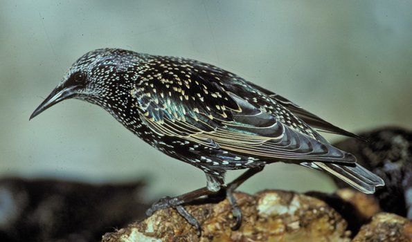 european-starling-winter-adult