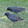european-starlings-adults-july-22