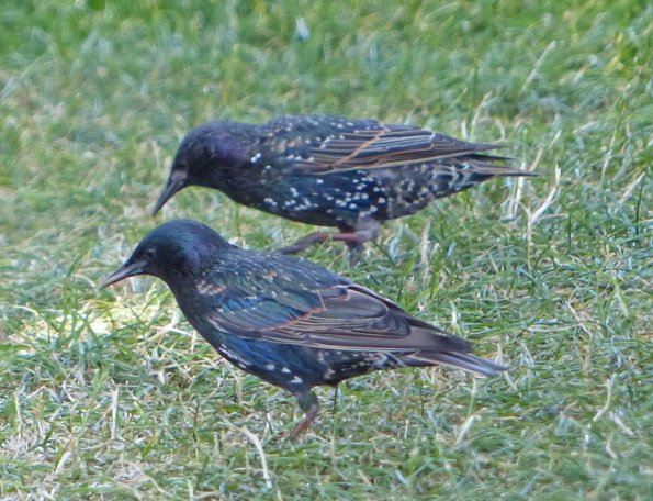 european-starlings-adults-july-22