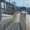 european-starlings-cruiseship-dock-juneau