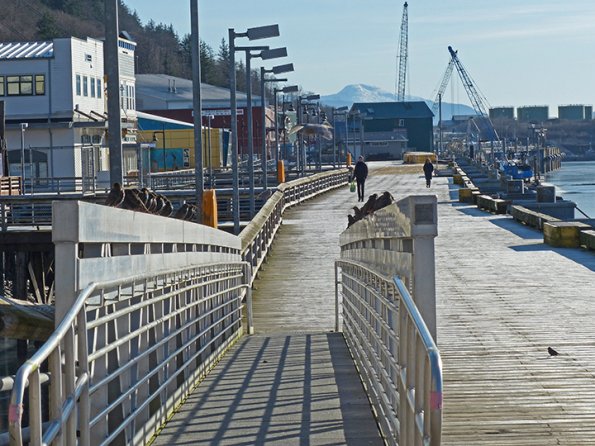 european-starlings-cruiseship-dock-juneau