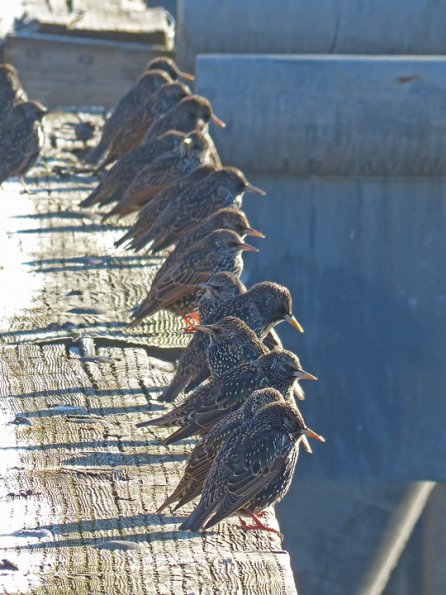 european-starlings-wharf-juneau