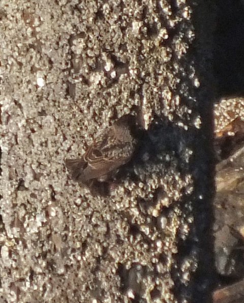 starling-feeding-on-barnacles