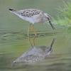 stilt-sandpiper