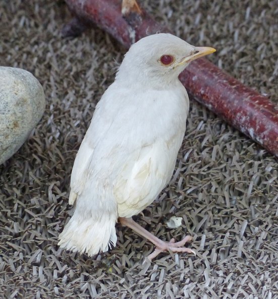 american-robin-albino-juneau-ak-may-28-2014