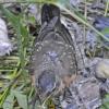 american-robin-juvenile-with-maggot-from-salmon-carcass