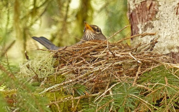 american-robin-on-nest-gustavus
