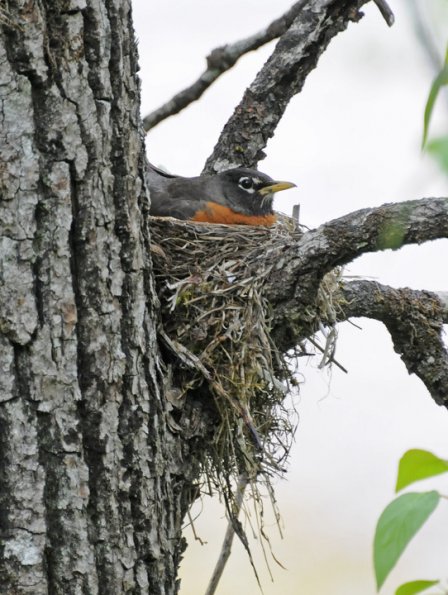 american-robin-on-nest