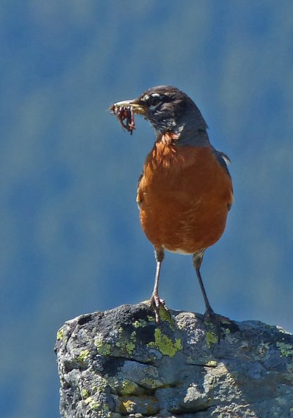 american-robin-with-possible-caterpillars-alpine