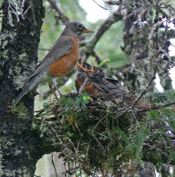 american-robin-with-young-at-nest