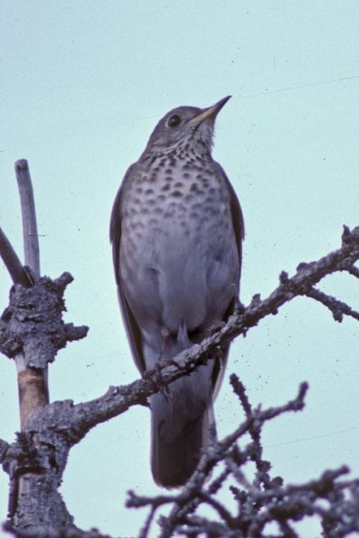 gray-cheeked-thrush-1