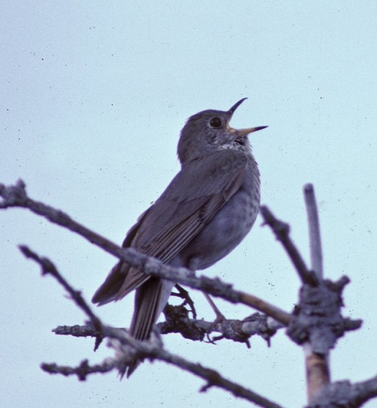gray-cheeked-thrush-singing