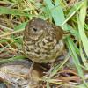 hermit-thrush-2-juvenile