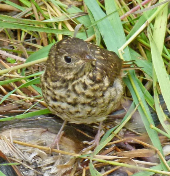 hermit-thrush-2-juvenile
