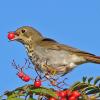 hermit-thrush-in-mountain-ash