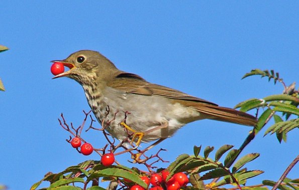 hermit-thrush-in-mountain-ash