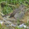 hermit-thrush-juvenile-1_1316371374
