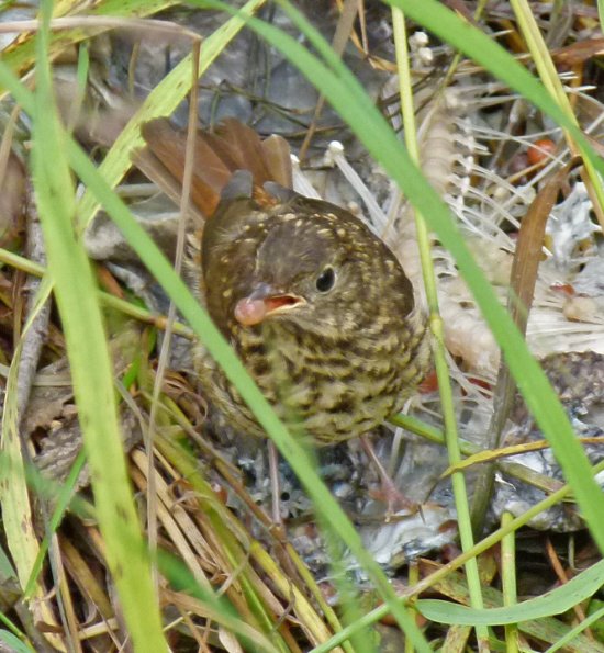 juvenile-thrush-on-salmon-carcass-2