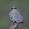 mountain-bluebird-female