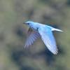 mountain-bluebird-in-flight