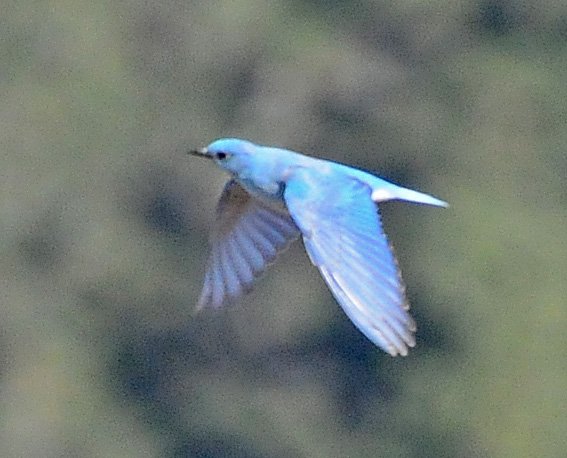 mountain-bluebird-in-flight